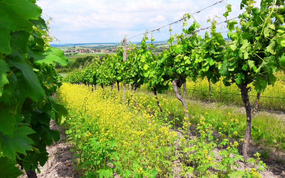 Erlebnis Weinberg – Weinanbau einmal anders